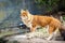 Beautiful dhole wild dog standing portrait