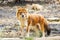 Beautiful dhole wild dog standing portrait