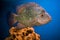 Beautiful  diamond aquarium fish Herichthys carpintis in blue water