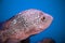 Beautiful  diamond aquarium fish Herichthys carpintis in blue water