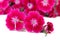 Beautiful Dianthus barbatus flowers intensely pink isolated