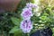 Beautiful dianthus flower pink blooming in the garden.