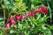 Beautiful dicentra flower