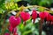 Beautiful dicentra flower