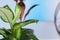 Beautiful Dieffenbachia on blurred background