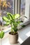 Beautiful Dieffenbachia plant on windowsill