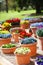 Beautiful different flowers in ceramic flowerpots in spring park