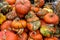 Beautiful and different varieties of squashes and pumpkins. Autumn rustic scene. Selective focus. Closeup
