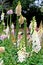 Beautiful Digitalis also known as Foxglove plant in Royal Botanic Gardens, Sydney, Australia