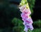 Beautiful digitalis flower close up in white and purple color