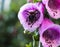 Beautiful digitalis flower close up in white and purple color