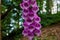 Beautiful digitalis purpurea blossom spotted in the forest