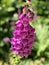 Beautiful digitalis purpurea, the foxglove or common foxglove