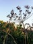 A beautiful dill flower and a wonderful sunset.