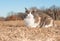 Beautiful diluted calico cat resting