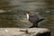 A beautiful Dipper Cinclus cinclus standing on a rock in the middle of a river.