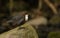 A beautiful Dipper Cinclus cinclus standing on a rock in the middle of a river.