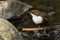 A beautiful Dipper,Cinclus cinclus, standing on a rock in the middle of a river. It has been diving under the water catching food