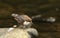 A beautiful Dipper,Cinclus cinclus, standing on a rock in the middle of a river. It has been diving under the water catching food