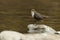 A beautiful Dipper, Cinclus cinclus, standing on a rock in the middle of a river. It has food in its beak which it is going