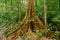 Beautiful dipterocarp tree in the tropical forest at Gunung Mulu national park. Sarawak