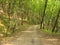 Beautiful Dirt Road In The Forest.