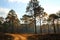 Beautiful dirt road with pine tree and warm sunlight in evening