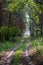 Beautiful dirt road in summer forest