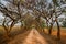 Beautiful dirt road with tunnel of trees and vanishing point