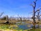 Beautiful Disaster - Dead Mangrove Trees.