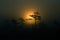 A beautiful disc of a rising sun behind the pine tree. Dark, mysterious morning landscape. Apocalyptic look.
