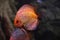 Beautiful discus fish in aquarium water