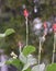 Beautiful Display of exotic Canna plants in a lush and green garden