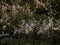 Beautiful display of fairy lights on a giant fig tree