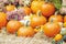 Beautiful display of pumpkins and gourds with autumn flowers