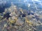 Beautiful and diverse coral reef with fish and sea urchins of the Red Sea in Egypt, shooting underwater. Soft focus. Selective