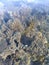 Beautiful and diverse coral reef with fish and sea urchins of the Red Sea in Egypt, shooting underwater. Soft focus. Selective