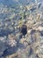 Beautiful and diverse coral reef with fish and sea urchins of the Red Sea in Egypt, shooting underwater. Soft focus. Selective