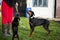 beautiful doberman miniature pinscher dogs