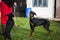 beautiful doberman miniature pinscher dogs