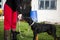 beautiful doberman miniature pinscher dogs