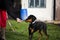 beautiful doberman miniature pinscher dogs