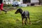 beautiful doberman miniature pinscher dogs