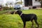 beautiful doberman miniature pinscher dogs