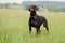 Beautiful doberman pinscher