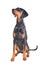 Beautiful doberman pinscher