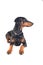 Beautiful doberman pinscher