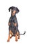 Beautiful doberman pinscher sitting