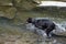 Beautiful doberman playing in a mountain stream