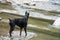 Beautiful doberman playing in a mountain stream